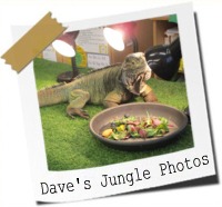 Click here to see the photos from when Dave's Jungle visited the school